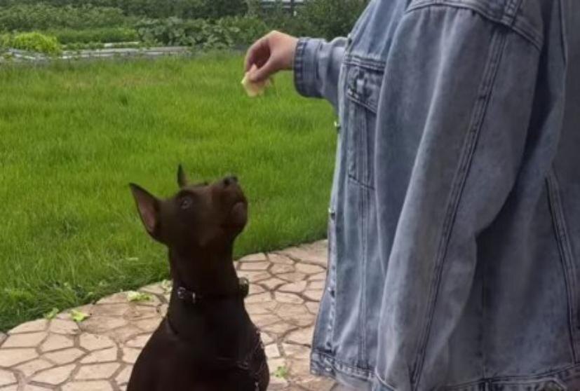    Скриншот с видео, опубликованного на личной странице хозяйки пса Элины