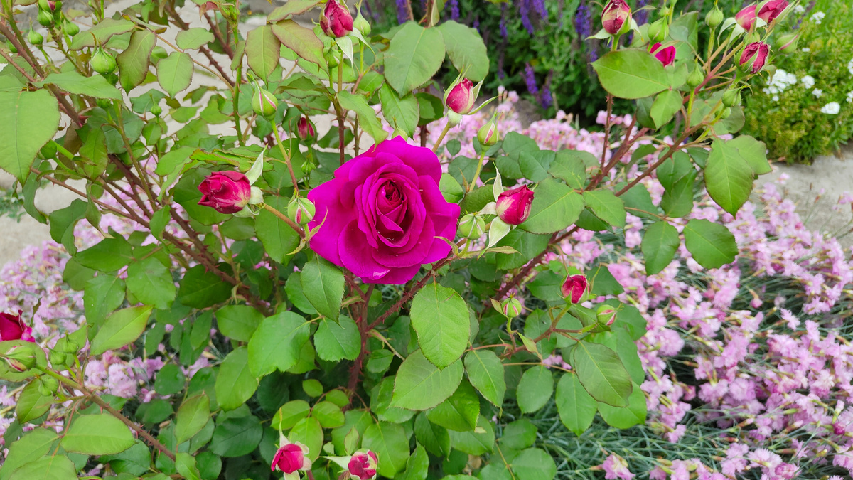 31.05.2025 г. Первый цветок на Манстед вуд.