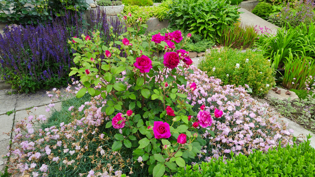 06.06.2025 г. Тот же куст.