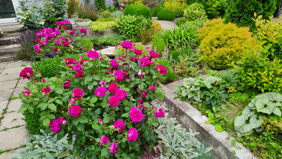 16.06.2025 г. Цветут две розы Манстед вуд.