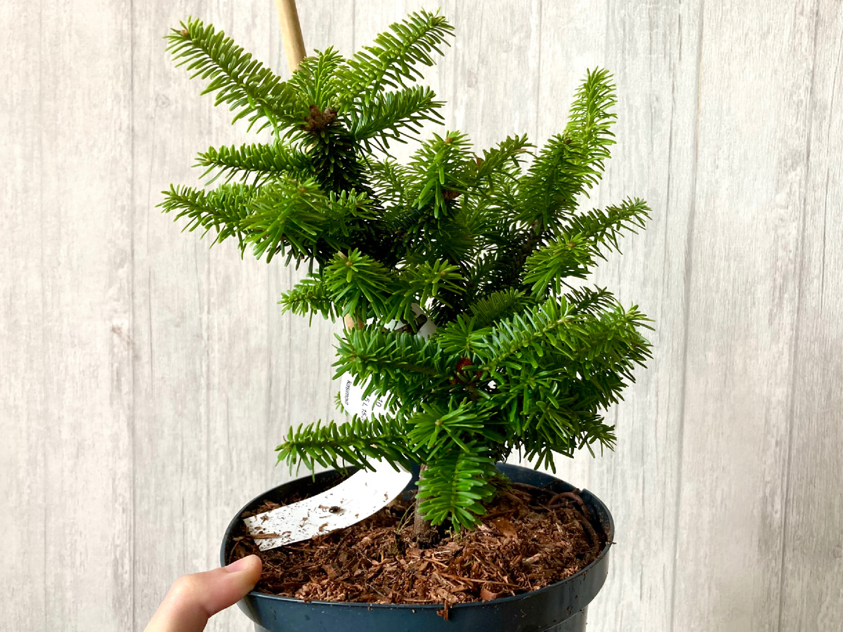 Бальзамическая пихта Нана вид сбоку