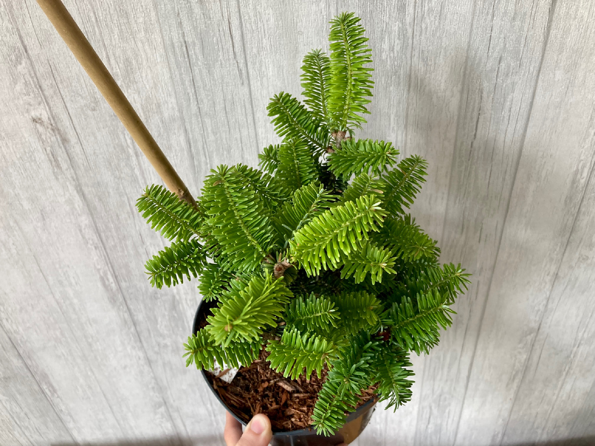 Пихта Нана вид сверху