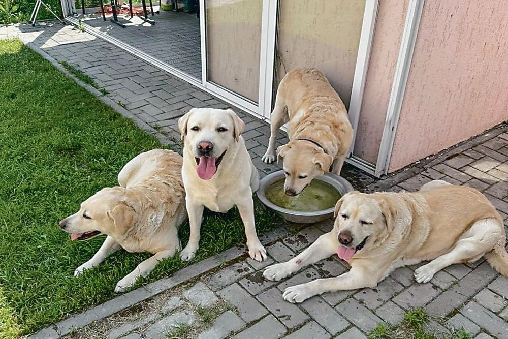    Весь Новосибирск следил за судьбой трио лабрадоров, которые, день-деньской проводя время в Первомайском сквере, стали его символом. В апреле их хозяин скончался, но Милку, Блинчика и Толстого не бросили на произвол судьбы. Им нашли новую семью, не разлучая собак - они живут в коттедже за городом и, судя по фото, очень счастливы. В их компании появился четвертый друг - Харлей / Дом помощи животным HELPNI. НСК