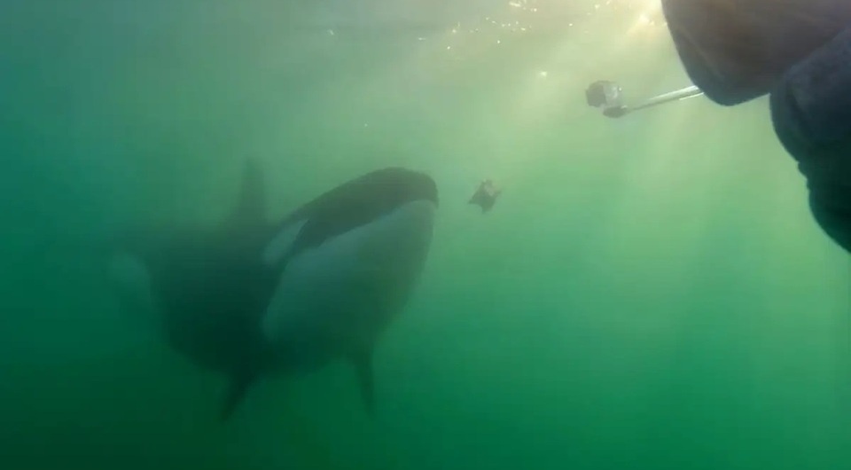   Jared R. Towers et al. / Journal of Comparative Psychology, 2025