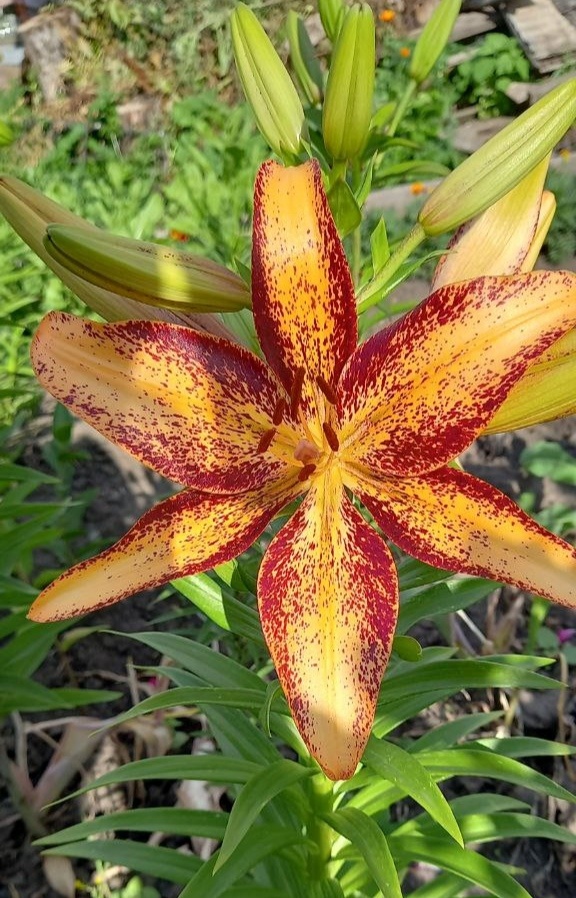 Лилии от мамы