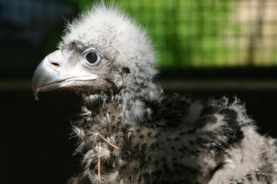    В Московском зоопарке вылупился птенец белоплечего орлана Московский зоопарк