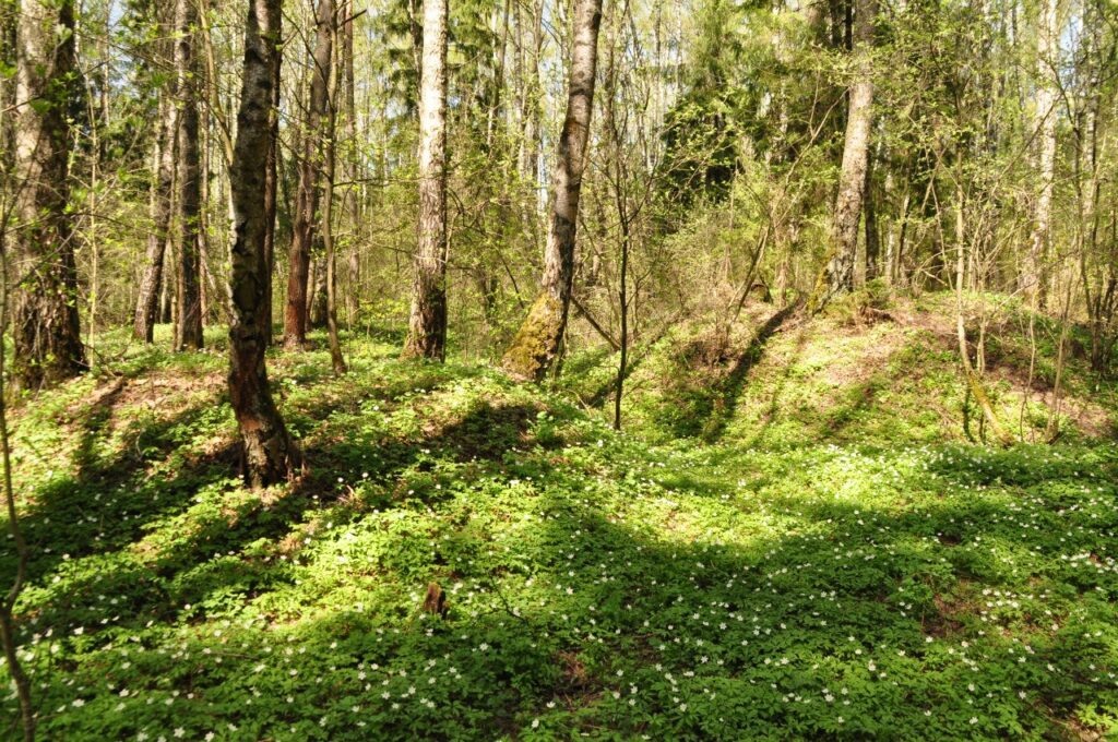    Фото: vk.com/gnezdovomuseum Юля Баранова