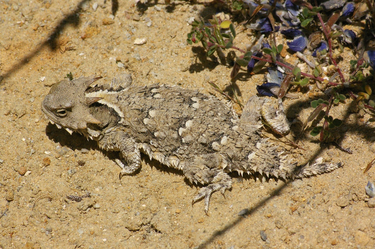 Плоская, как блинчик, и почти невидимая на фоне песка. Фринозома — настоящий мастер выживания в пустыне. 🏜️