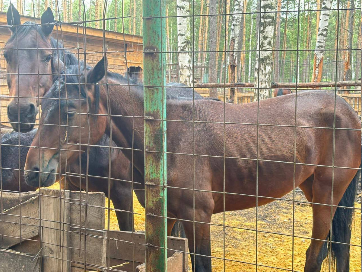    Сергей Попов проверил состояние лошадей в липецкой «Бригантине» Типичный Липецк