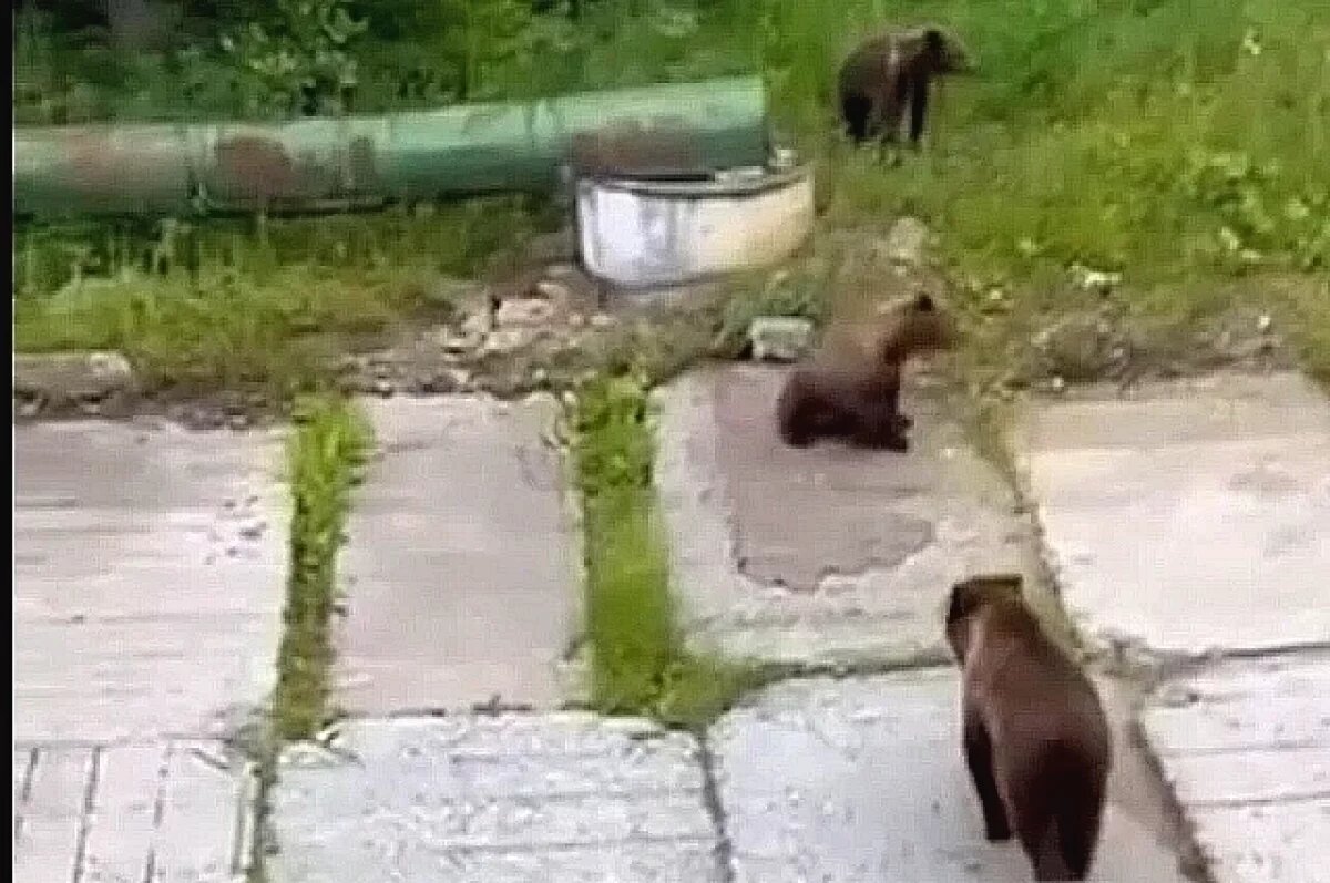    Три медвежонка повадились искать еду у частных домов города Межгорье