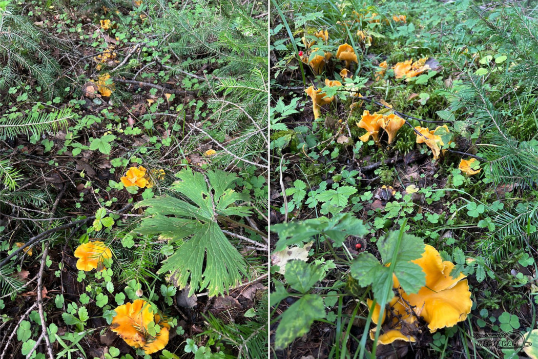    Фото: читатель © ИА «Уральский меридиан»