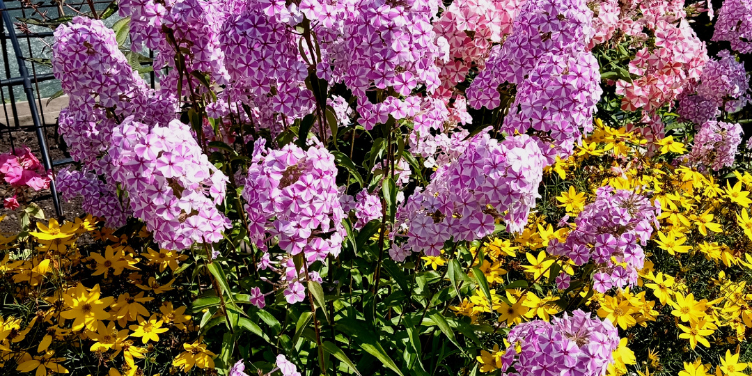 Что я делаю с растениями в любых непонятных ситуациях - личная схема