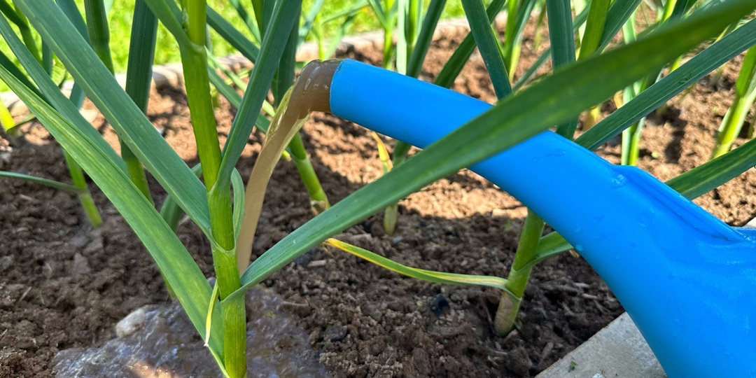 🧄Формируем крупную головку озимого чеснока. Важная подкормка в июле.