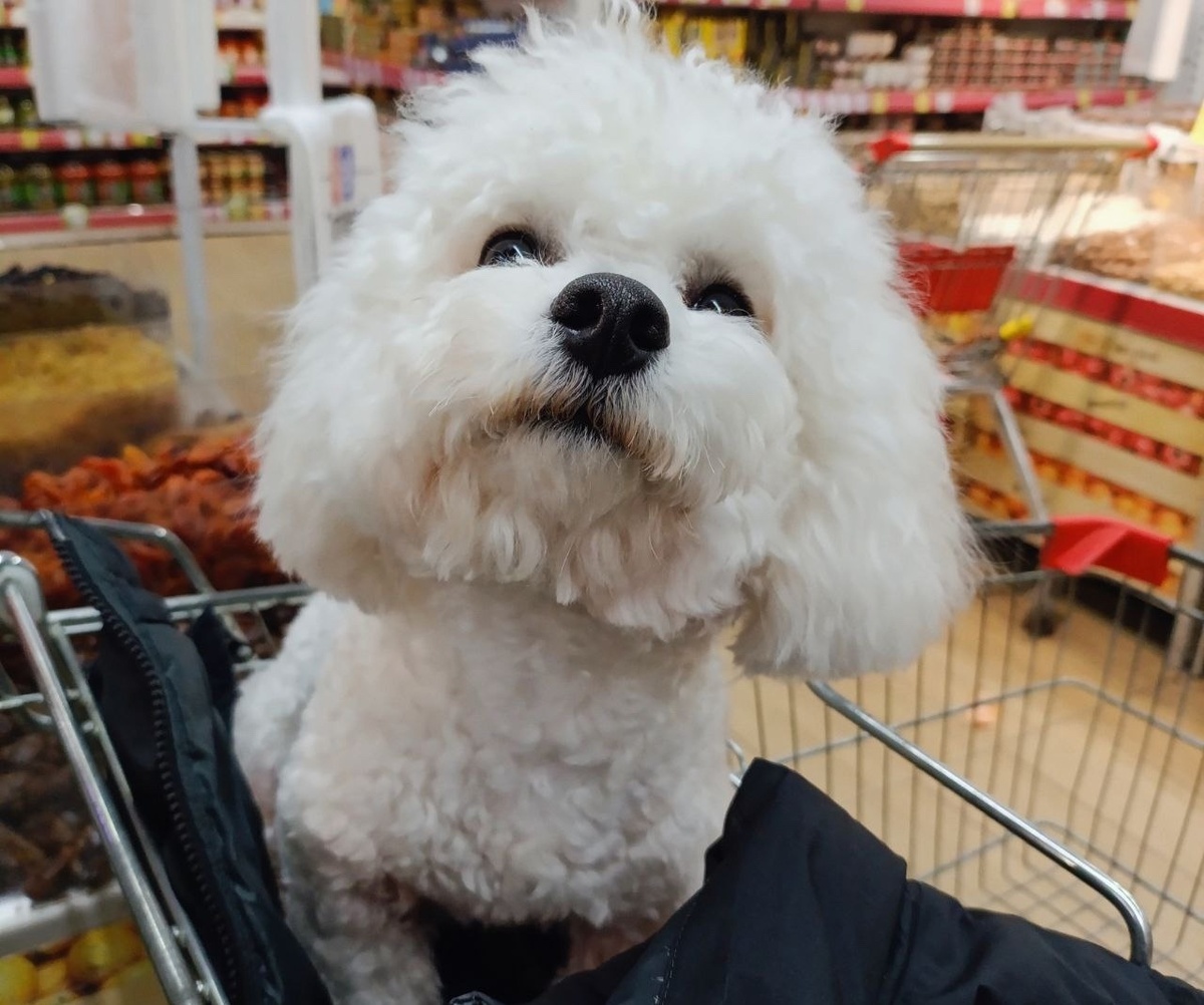    Собаки — верные друзья, которые делают нашу жизнь ярче