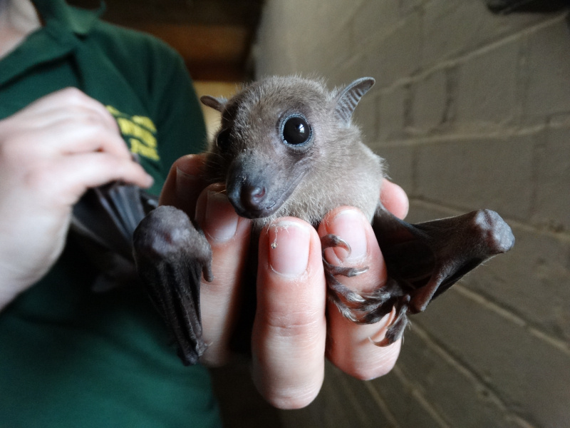 Знакомьтесь, египетская летучая собака. Взгляд щенка, душа Бэтмена. Но готовы ли вы к тому, что скрывается за этой милой мордашкой? 🦇