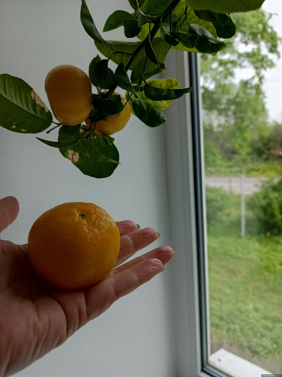 Фото: газета «Плюсский край»