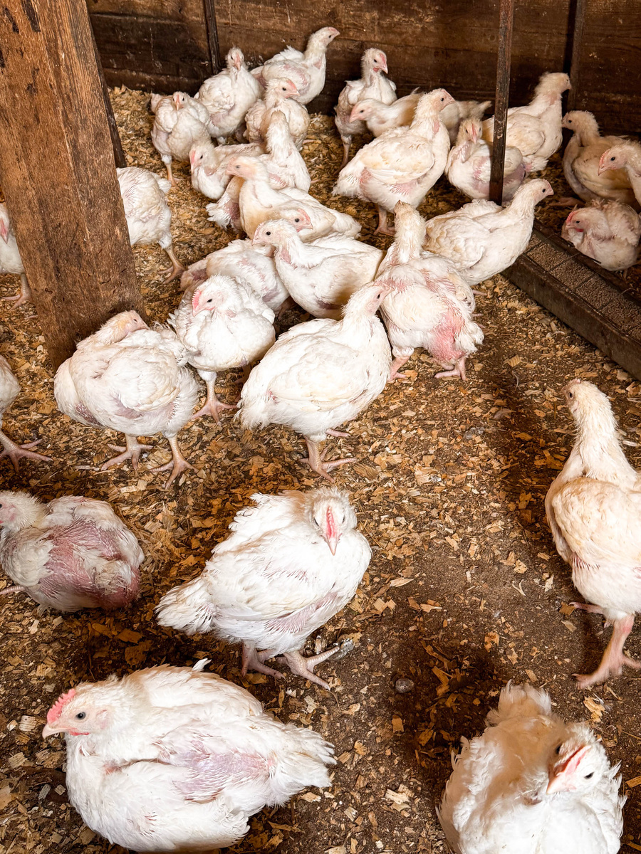 Выпадение перьев у бройлеров - норма или проблема?