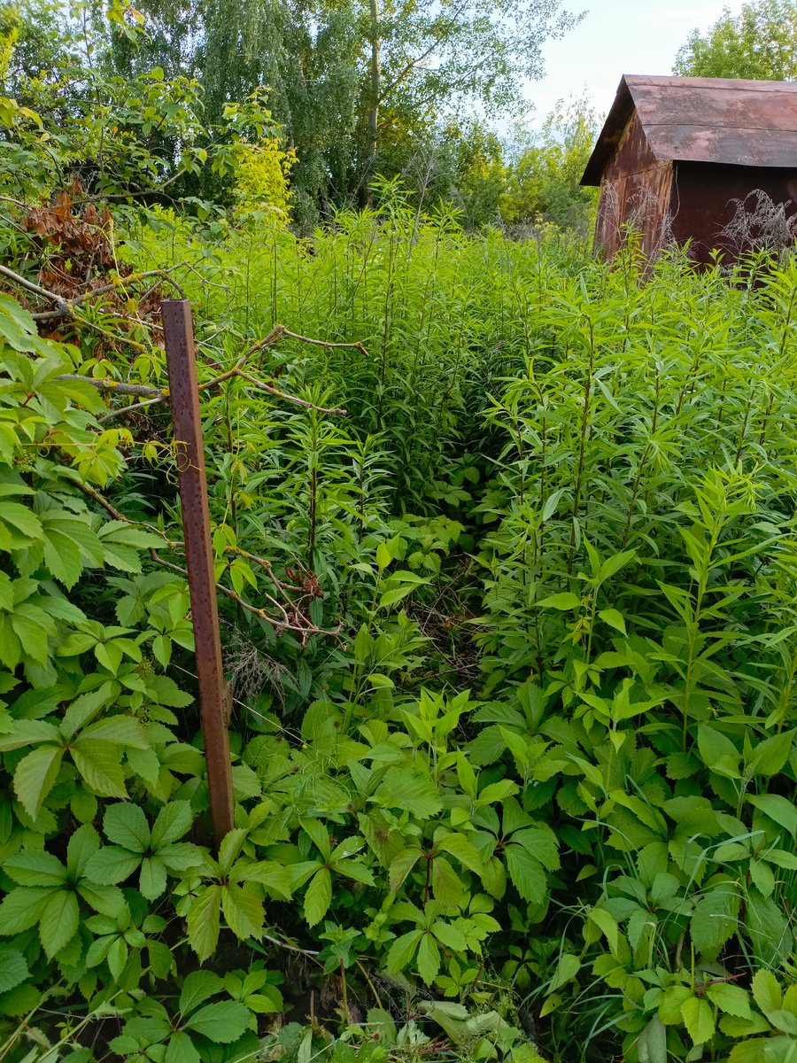 Фото автора. Вход на участок.