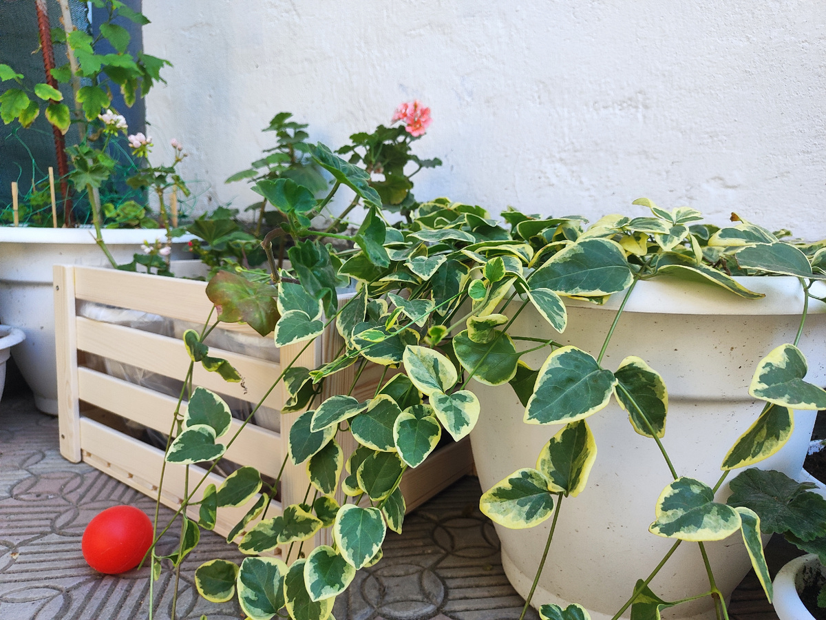 Установила третий ящик во дворе. Теперь буду смотреть как они себя покажут и есть ли смысл ещё покупать 