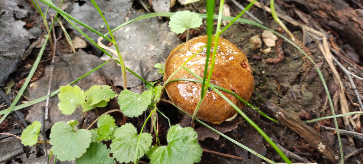 Свинушка толстая