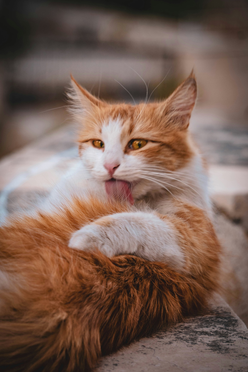 Иногда, умываясь, кошка зализывает стресс. Источник фото: https://gclnk.com/R49SGcPn.