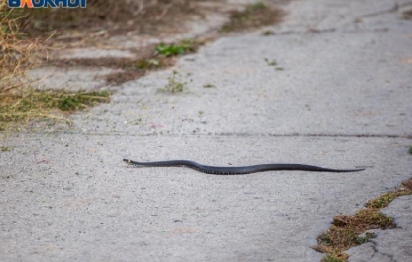 Сезон максимальной активности змей пришел в Волжский: как избежать укуса