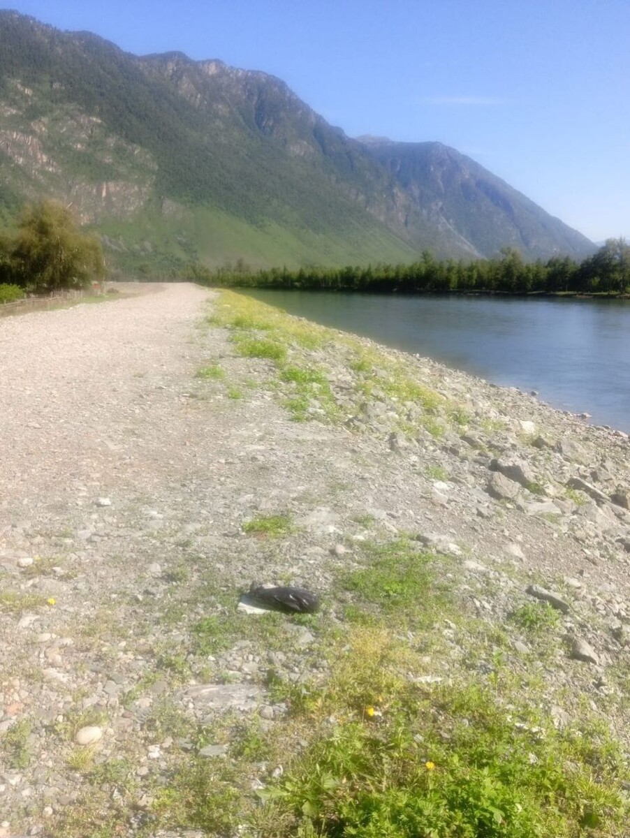    В Республике Алтай незаконно израсходовали средства, выделенные на строительство дамб. Источник: Прокуратура Республики Алтай