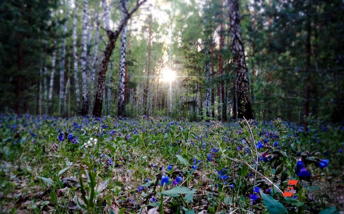 В Томской версии Красной книги есть шесть категорий флоры и фауны.  Фото: Фото: ФедералПресс / Дарья Сеймовская