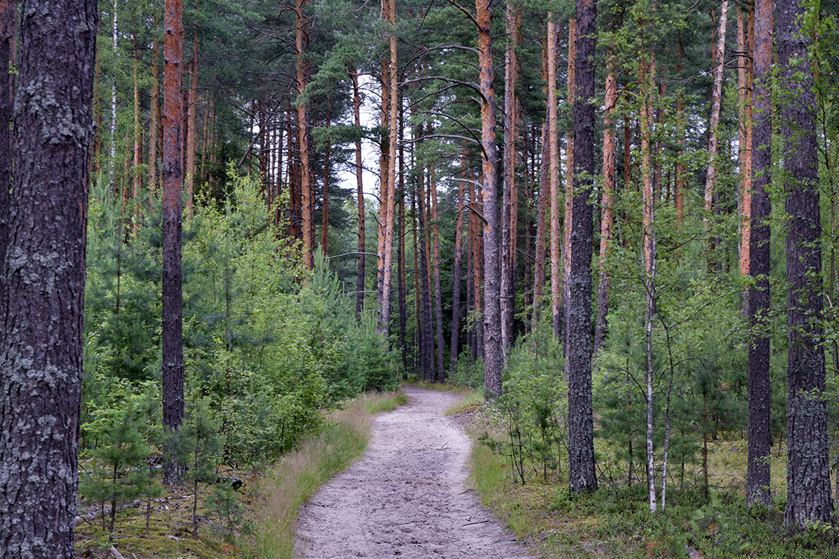 Лесная тропа