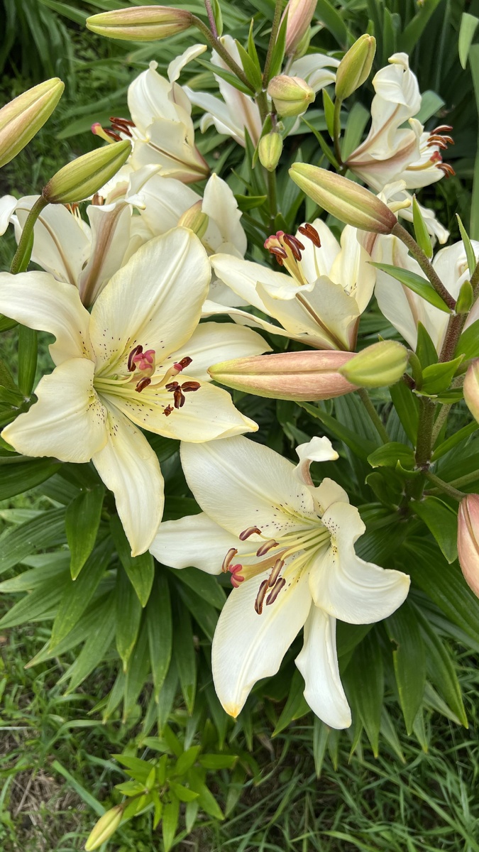 Белые распускаются