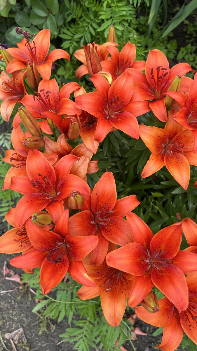 Это самые обычные, но цвет очень люблю!