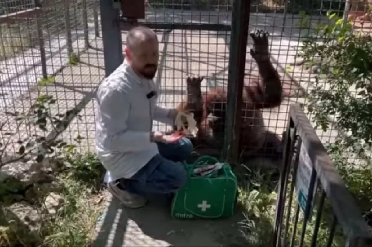    Давшую вейп орангутану спортсменку Лучкину исключили из боксерского клуба