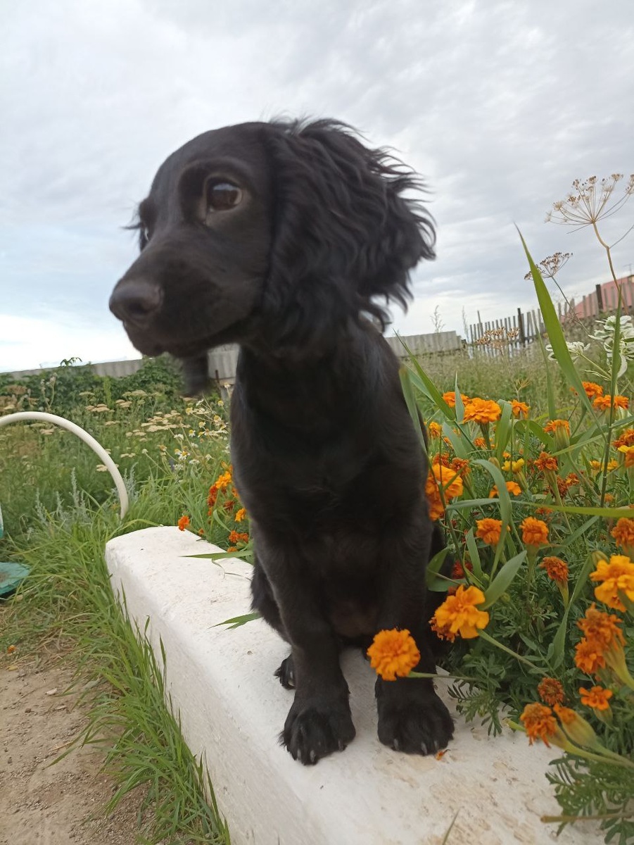 Асти знакомится с цветами