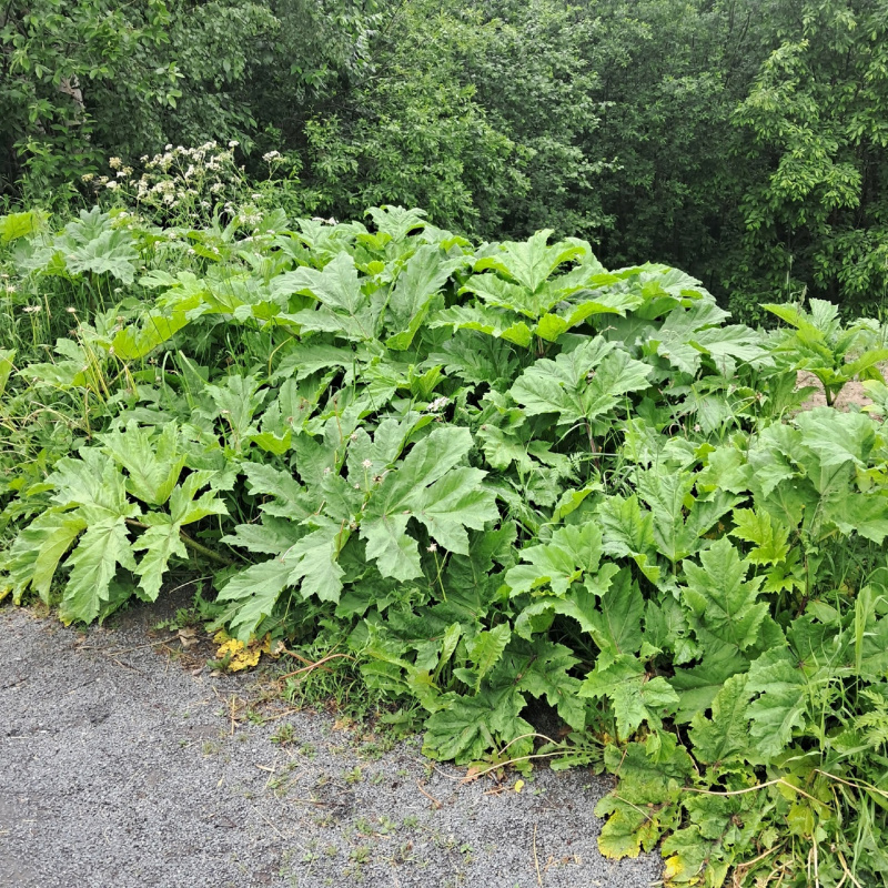    Борщевик стремительно разрастается по Петрозаводскупаблик «Подслушано в ПТЗ»