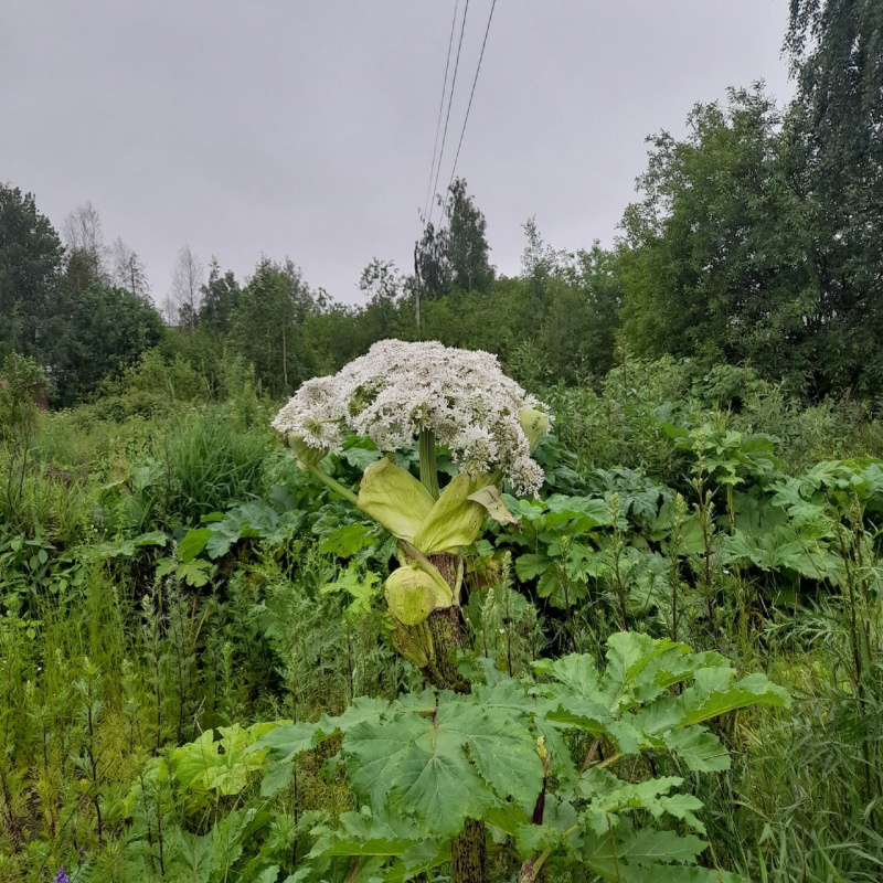    Борщевик стремительно разрастается по Петрозаводскупаблик «Подслушано в ПТЗ»