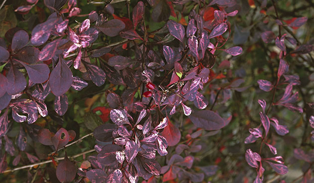    Барбарис Caronita. Фото: globallookpress.com