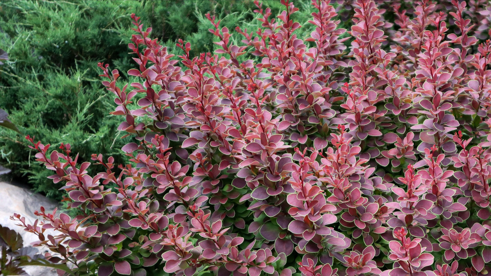 Барбарис Tунберга. Фото: Kira_G / Shutterstock / Fotodom