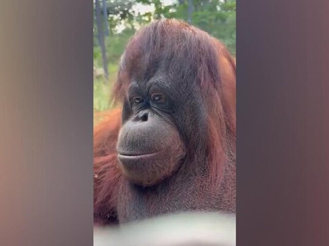    Фото: телеграм-канал "Сафари Парк Тайган"