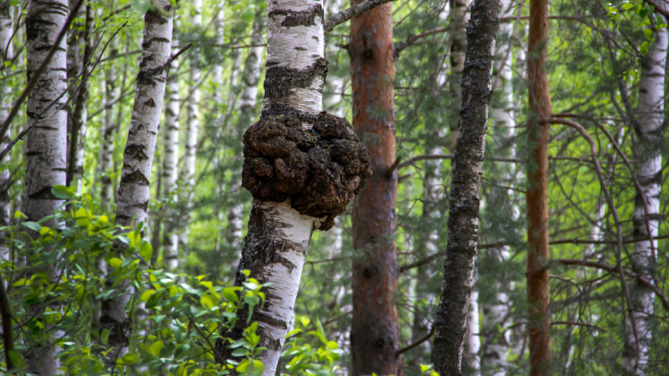 Нарост на дереве