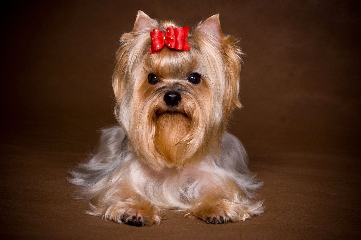 Знакомьтесь, это Оливия. Она точно в тренде!