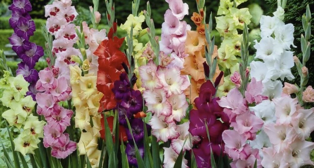 Подкормка гладиолусов для пышного цветения: схема внесения удобрений