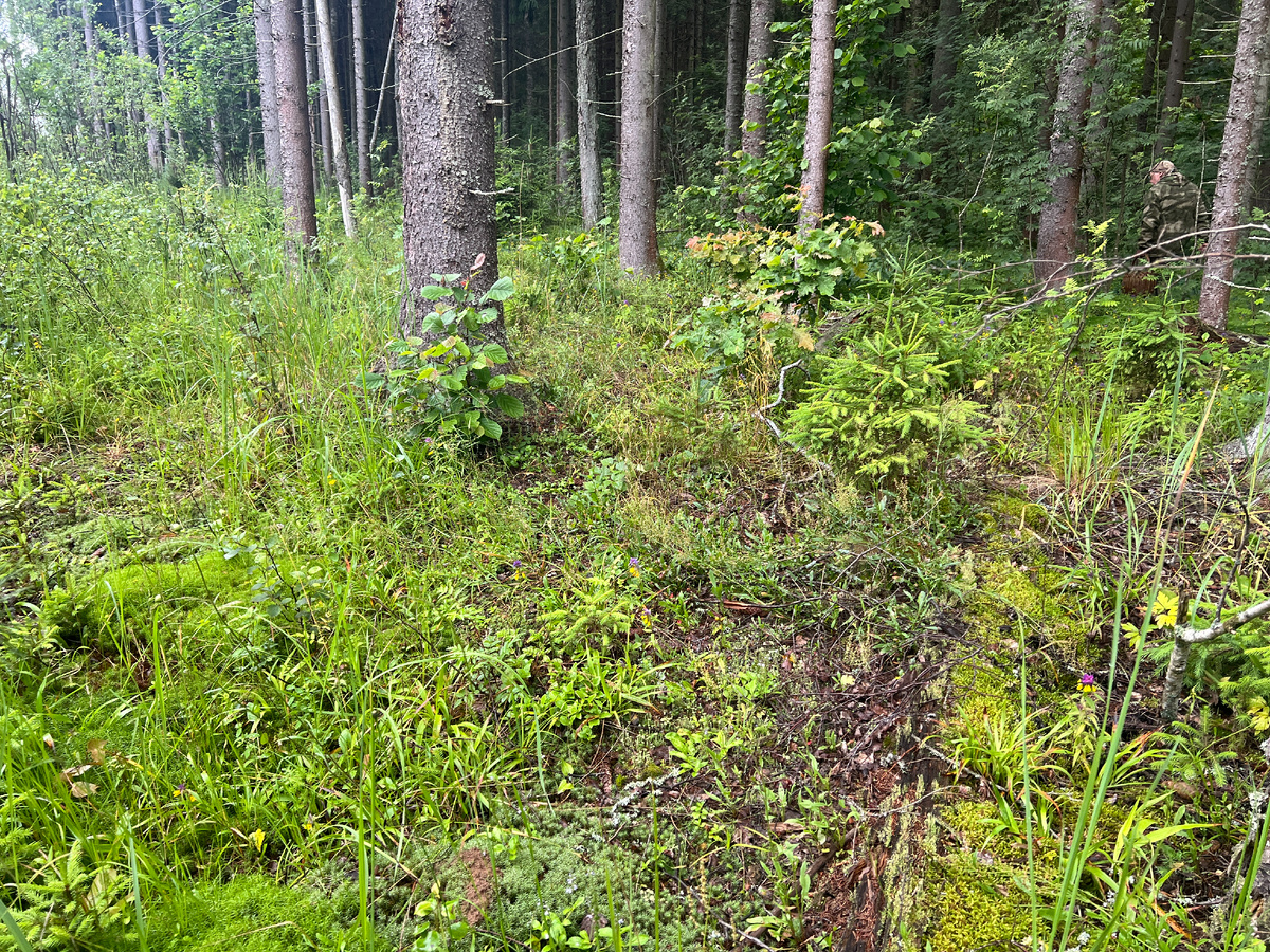 В такую погоду если что и растет, то на опушке.