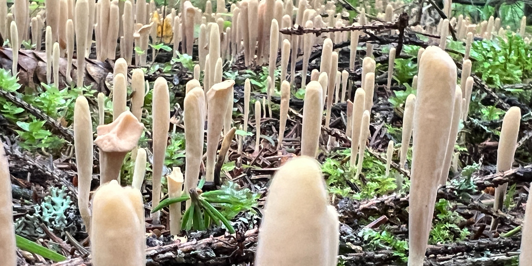 Проверили с соседом два еловых леса. Показываю, какие грибы там есть. 02.07.25. Смоленская область