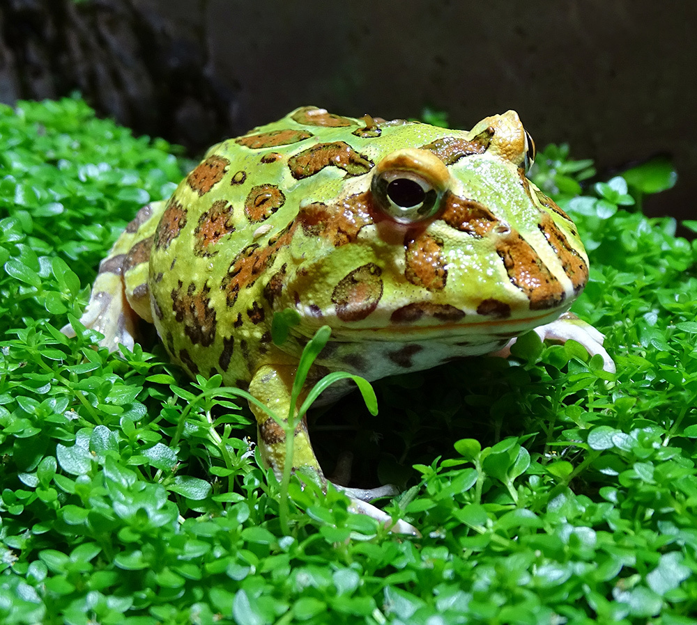 Разве такое чудо заслуживает скучного имени?