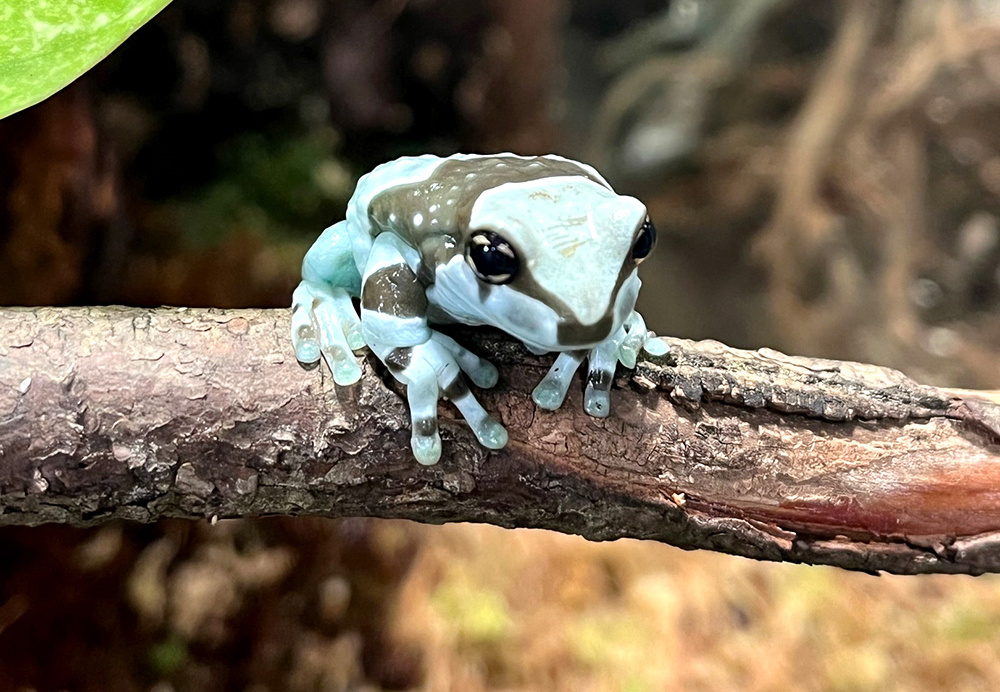 Знакомьтесь, это Фрогги.