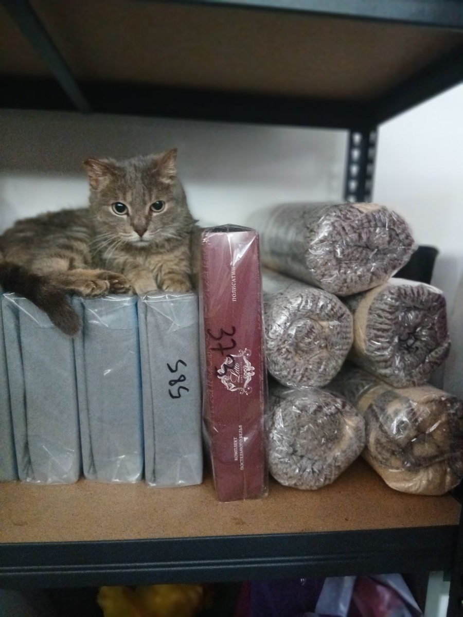 Кошечка Василиса охраняет одеялки и наматрасники, которые недавно получили в подарок от друзей Теремка