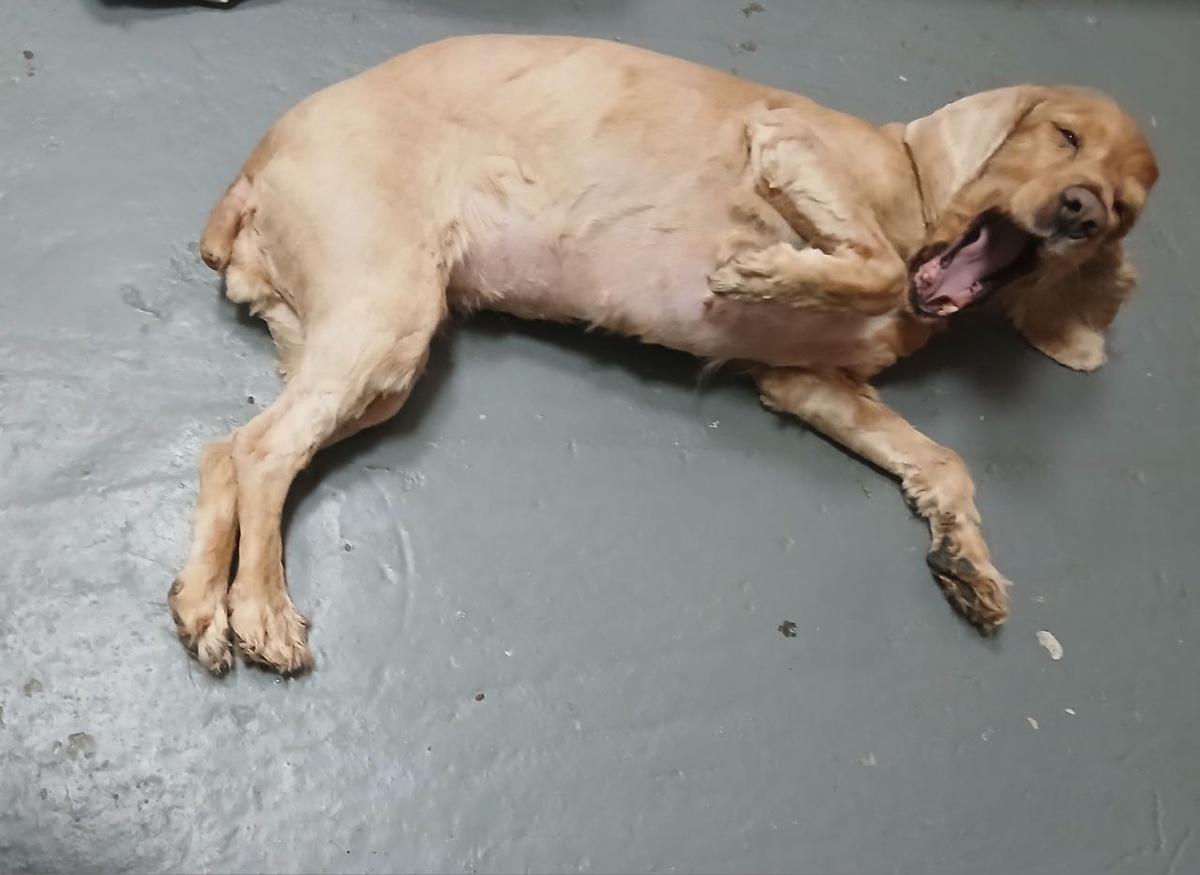 Кокер-спаниэль, бабушка Луна довольна, Сабина ее полностью побрила, чтобы собака не мучалась от жары.