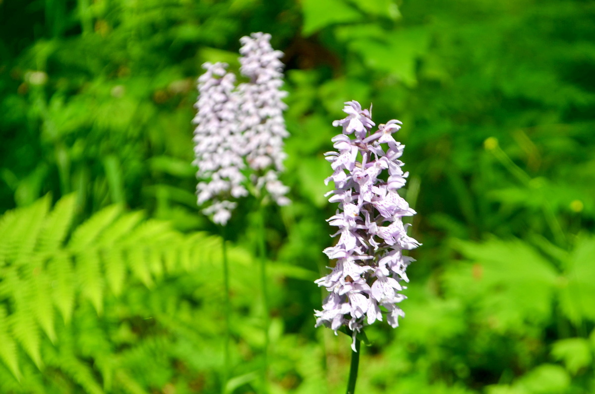 цветы ятрышника
