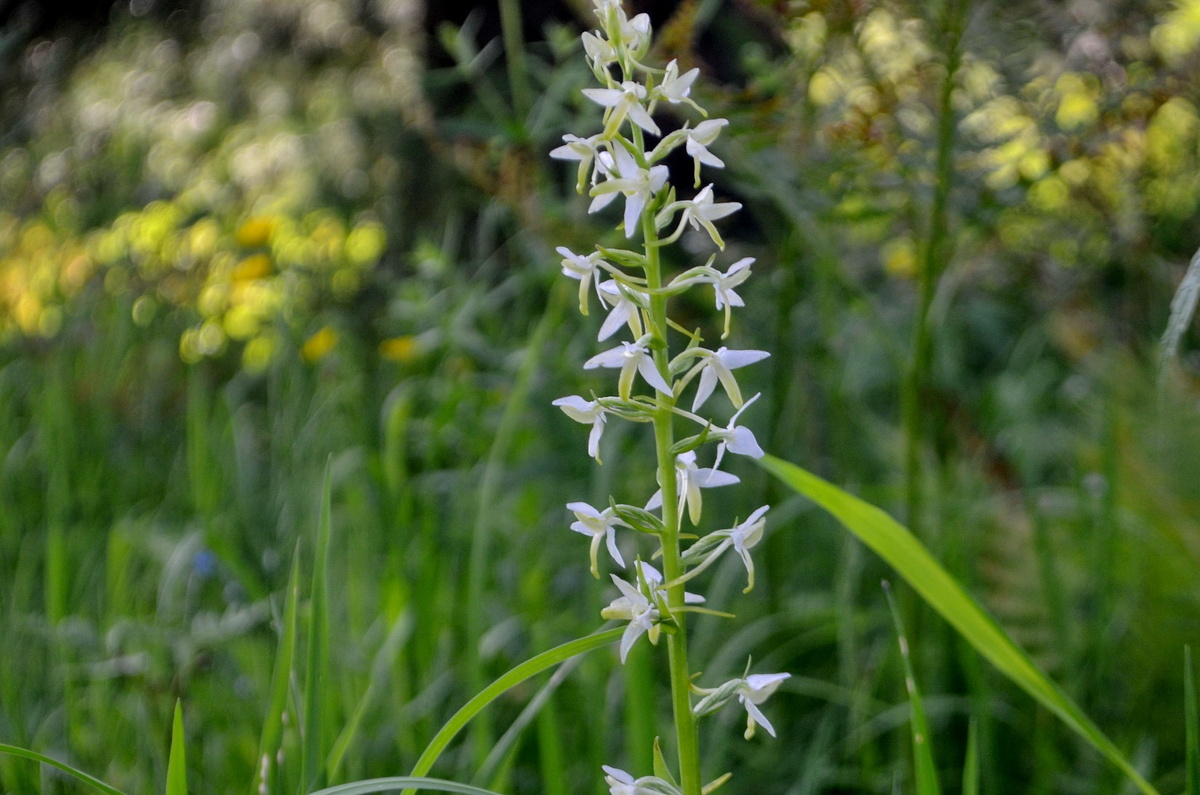 любка двухлистная