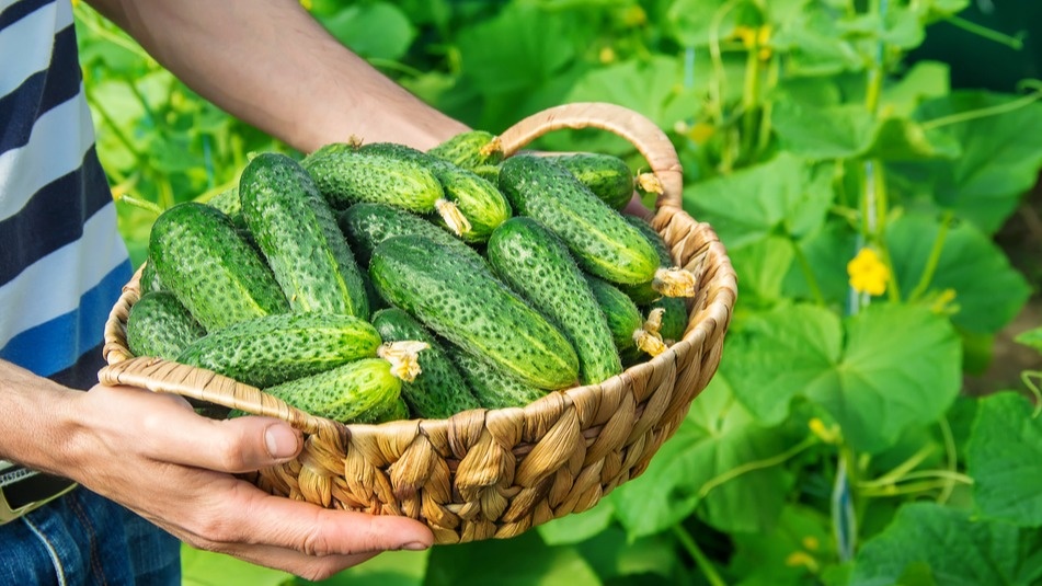 Мой провальный урожай 